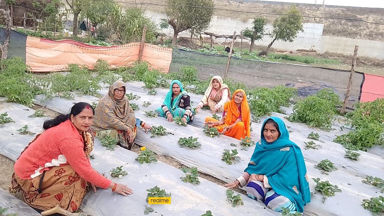 इटावा के भतोरा गांव की मंत्रवती शाक्य ने सीमित संसाधनों के बावजूद आधुनिक खेती को अपनाकर मिसाल कायम की है। स्ट्रॉबेरी, ड्रैगनफ्रूट और रागी की खेती से वह सालाना करीब तीन लाख रुपये कमा रही हैं। राष्ट्रीय ग्रामीण आजीविका मिशन से जुड़कर उन्होंने न केवल खुद को आत्मनिर्भर बनाया, बल्कि 50 से अधिक महिलाओं को प्रशिक्षण भी दिया। मुख्यमंत्री योगी आदित्यनाथ के ग्रामीण विकास विजन से प्रेरित यह कहानी आत्मनिर्भर उत्तर प्रदेश की सशक्त तस्वीर पेश करती है।