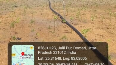 वाराणसी के डोमरी-सूजाबाद में नगर निगम द्वारा एक घंटे में 2.51 लाख पौधे लगाने के विश्व रिकॉर्ड की प्रधानमंत्री नरेंद्र मोदी ने ‘मन की बात’ में सराहना की। उन्होंने इसे जनभागीदारी की मिसाल बताते हुए देशवासियों को प्रेरित किया। यह अभियान पर्यावरण संरक्षण के साथ आर्थिक आत्मनिर्भरता और हरित विकास का नया मॉडल बनकर उभरा।