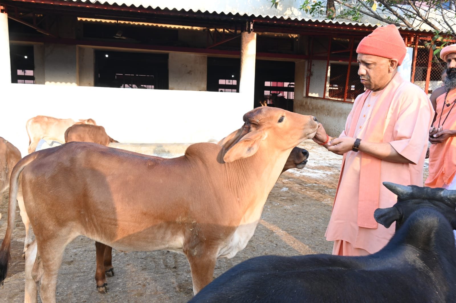 गोरखपुर प्रवास के दौरान मुख्यमंत्री योगी आदित्यनाथ ने गोरखनाथ मंदिर में पूजा-अर्चना के बाद जनता दर्शन लगाया। इसके पश्चात उन्होंने मंदिर की गोशाला में पहुंचकर गायों को नाम लेकर पुकारा, स्नेहपूर्वक दुलारा और गुड़-रोटी खिलाई। गोवंश की समुचित देखभाल के निर्देश भी दिए। मंदिर परिसर में आध्यात्मिकता और जनसेवा का अनूठा संगम देखने को मिला।