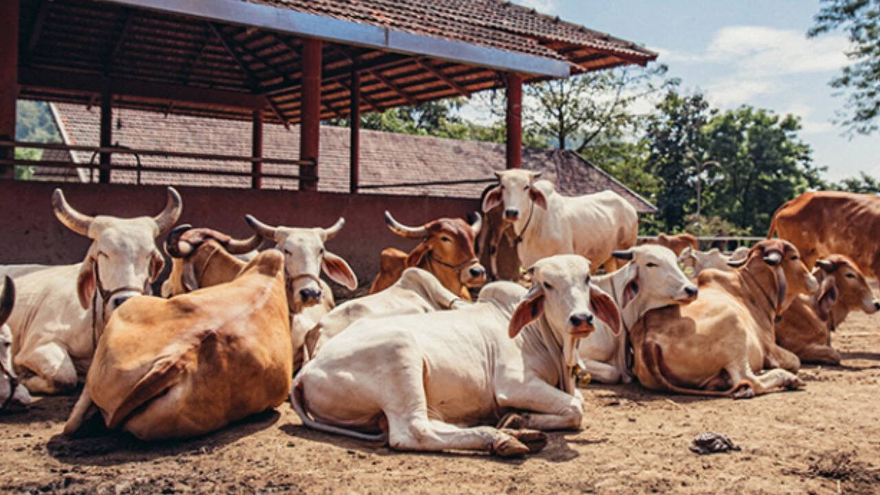उत्तर प्रदेश सरकार गोसंरक्षण को आधुनिक तकनीक से जोड़कर नया मॉडल विकसित कर रही है। जालौन से शुरू इस पहल में पंचगव्य आधारित 100 से अधिक उत्पाद, बायोगैस और बायो-सीएनजी उत्पादन पर फोकस है। IIT विशेषज्ञों की मदद से गोशालाओं को आत्मनिर्भर और व्यावसायिक बनाया जाएगा। इससे छोटे पशुपालकों और ग्रामीण युवाओं को रोजगार मिलेगा। स्वदेशी गो-संवर्धन योजना की तेज मॉनिटरिंग से प्रदेश में गो-आधारित अर्थव्यवस्था मजबूत हो रही है और किसानों की आय में वृद्धि के नए अवसर बन रहे हैं।