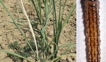 उत्तर प्रदेश में गन्ना फसल पर अंकुर बेधक और चोटी बेधक कीट का खतरा बढ़ गया है। सरकार ने किसानों को अलर्ट करते हुए अप्रैल से जून तक विशेष सावधानी बरतने को कहा है। वैज्ञानिकों ने जैविक व रासायनिक उपाय, ट्रैप और संक्रमित पौधों को नष्ट करने जैसे प्रभावी तरीके सुझाए हैं, जिससे फसल को सुरक्षित कर बेहतर उत्पादन लिया जा सके।