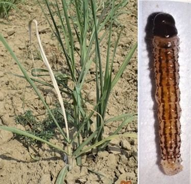 उत्तर प्रदेश में गन्ना फसल पर अंकुर बेधक और चोटी बेधक कीट का खतरा बढ़ गया है। सरकार ने किसानों को अलर्ट करते हुए अप्रैल से जून तक विशेष सावधानी बरतने को कहा है। वैज्ञानिकों ने जैविक व रासायनिक उपाय, ट्रैप और संक्रमित पौधों को नष्ट करने जैसे प्रभावी तरीके सुझाए हैं, जिससे फसल को सुरक्षित कर बेहतर उत्पादन लिया जा सके।