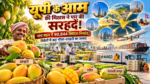 उत्तर प्रदेश के आम की मिठास अब अंतरराष्ट्रीय बाजारों तक पहुंच रही है। योगी सरकार के प्रयासों से बीते पांच वित्तीय वर्षों में प्रदेश से 90,844 क्विंटल से अधिक आम का निर्यात हुआ। चौसा, दशहरी, रटौल और बनारसी लंगड़ा जैसे आम की विदेशों में मांग बढ़ रही है। प्रदेश में पैक हाउस, आधुनिक ट्रीटमेंट, हॉर्टीनेट पंजीकरण और 15 लाख मैंगो कवर के जरिए गुणवत्ता सुधार पर जोर दिया जा रहा है। निर्यातकों को आर्थिक प्रोत्साहन भी मिलेगा।