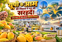 उत्तर प्रदेश के आम की मिठास अब अंतरराष्ट्रीय बाजारों तक पहुंच रही है। योगी सरकार के प्रयासों से बीते पांच वित्तीय वर्षों में प्रदेश से 90,844 क्विंटल से अधिक आम का निर्यात हुआ। चौसा, दशहरी, रटौल और बनारसी लंगड़ा जैसे आम की विदेशों में मांग बढ़ रही है। प्रदेश में पैक हाउस, आधुनिक ट्रीटमेंट, हॉर्टीनेट पंजीकरण और 15 लाख मैंगो कवर के जरिए गुणवत्ता सुधार पर जोर दिया जा रहा है। निर्यातकों को आर्थिक प्रोत्साहन भी मिलेगा।