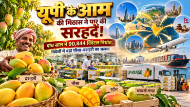 उत्तर प्रदेश के आम की मिठास अब अंतरराष्ट्रीय बाजारों तक पहुंच रही है। योगी सरकार के प्रयासों से बीते पांच वित्तीय वर्षों में प्रदेश से 90,844 क्विंटल से अधिक आम का निर्यात हुआ। चौसा, दशहरी, रटौल और बनारसी लंगड़ा जैसे आम की विदेशों में मांग बढ़ रही है। प्रदेश में पैक हाउस, आधुनिक ट्रीटमेंट, हॉर्टीनेट पंजीकरण और 15 लाख मैंगो कवर के जरिए गुणवत्ता सुधार पर जोर दिया जा रहा है। निर्यातकों को आर्थिक प्रोत्साहन भी मिलेगा।